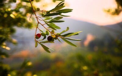 ¿Quieres conocer como es el proceso de obtención del aceite de Oliva en nuestras plantas?￼